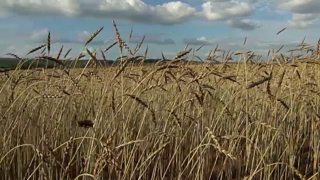 麦田里的小麦在蓝天的映衬下生长。视频素材