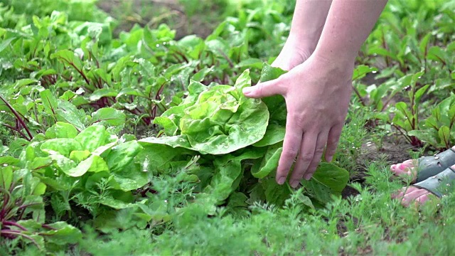 两个女人采摘生菜的慢动作视频视频素材