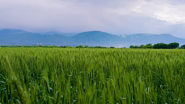 丘陵地带的麦田视频素材