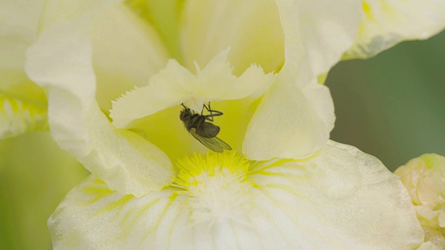 一只苍蝇正在吮吸4K FS700奥德赛7Q的花朵视频素材