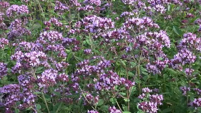 牛至野马郁兰在风中药用花视频素材