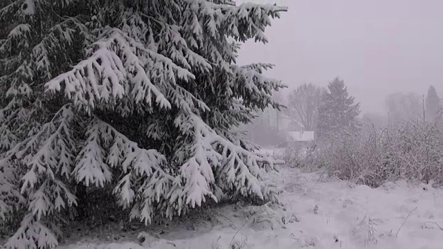景观与雪在杉树在早晨视频素材