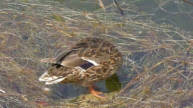 一只野鸭或野鸭在GH4 4K UHD湖上游泳视频素材