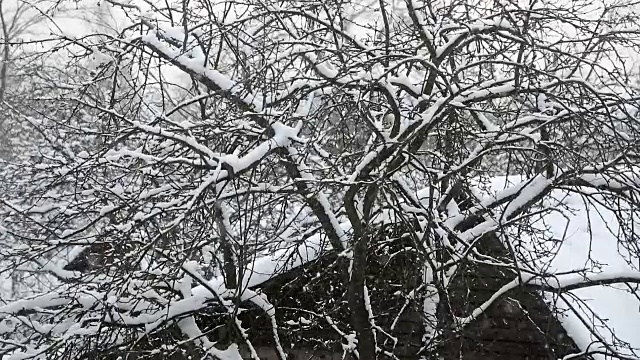 落着雪花的村与树视频素材