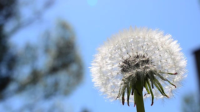 天空下的蒲公英视频素材