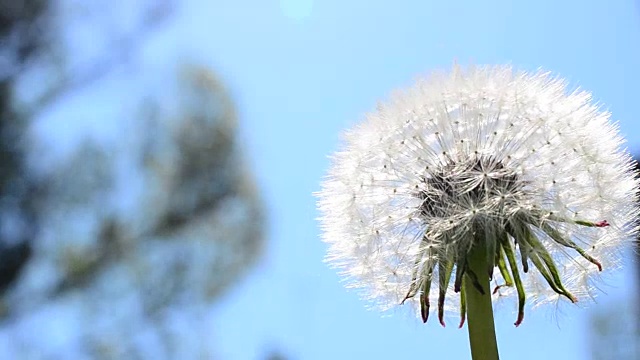 天空下的蒲公英视频素材