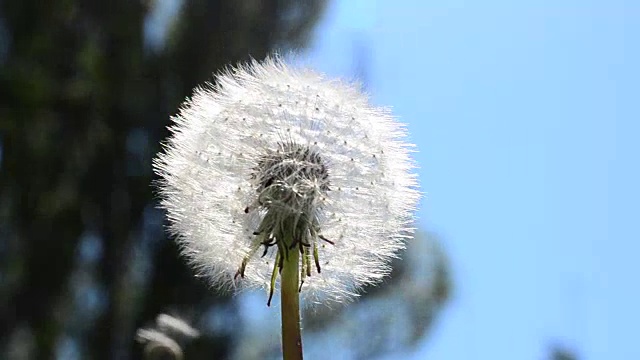 天空下的蒲公英视频素材