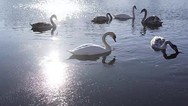 美丽的天鹅家族在冬湖视频素材