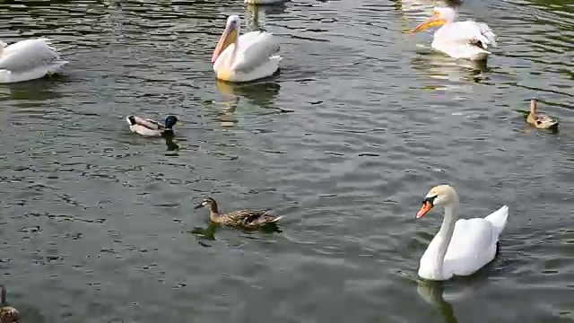 池塘里的天鹅视频素材