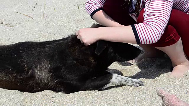 海滩上的流浪狗视频素材