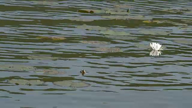 睡莲漂浮在池塘上视频素材