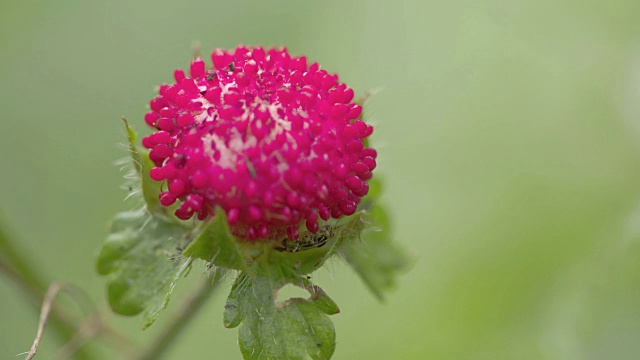 红色的野草莓视频素材