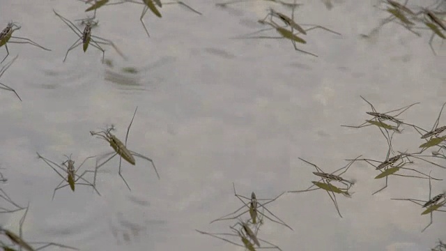 许多水黾在湖上跳跃和玩耍视频素材