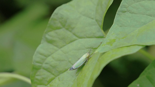 枫叶上的蚱蜢视频素材