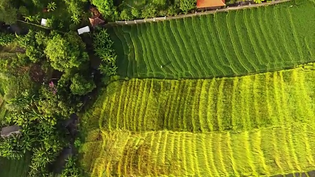 巴厘岛的稻田视频素材