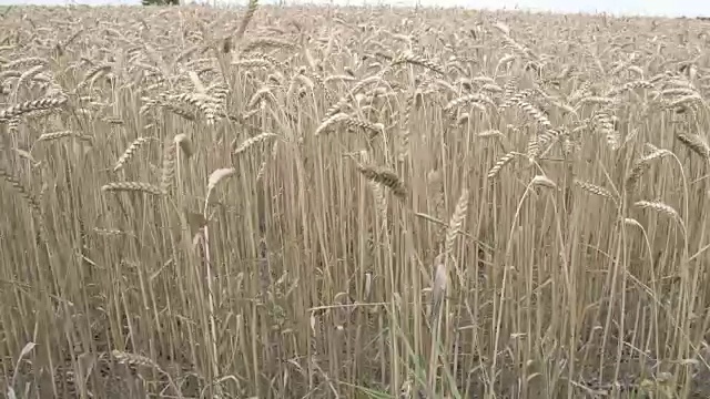 田野里褐色的小麦草视频素材