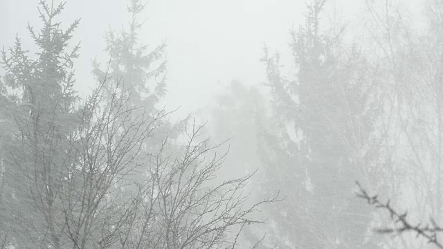 冬季暴风雪中飘落的雪花视频素材