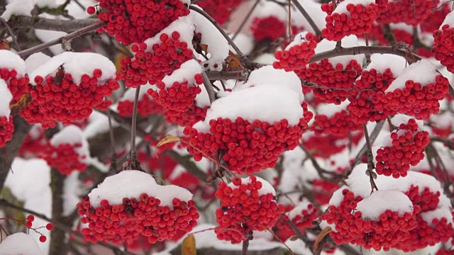 白雪覆盖的红色花丛中雪视频素材