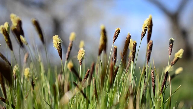 野花视频素材