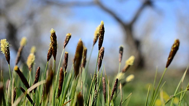 野花视频素材