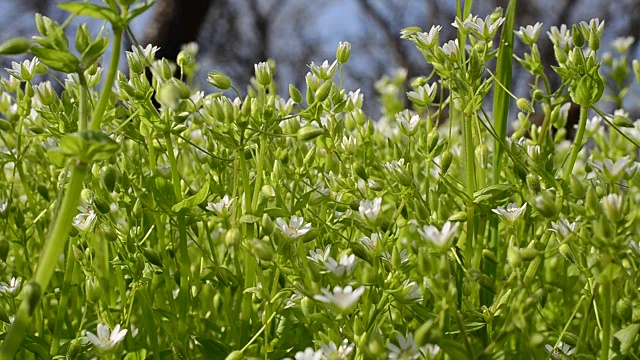 野花视频素材