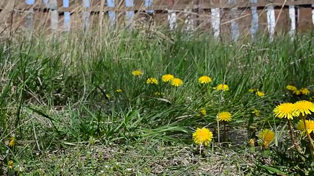 野生蒲公英视频素材