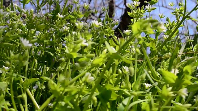 黄色的花背景视频素材