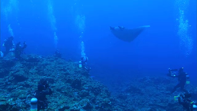 水下拍摄;蝠鲼(Manta alfredi)视频素材