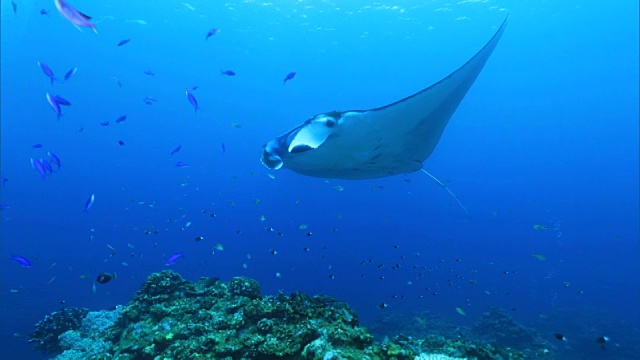 水下拍摄;蝠鲼(Manta alfredi)视频素材