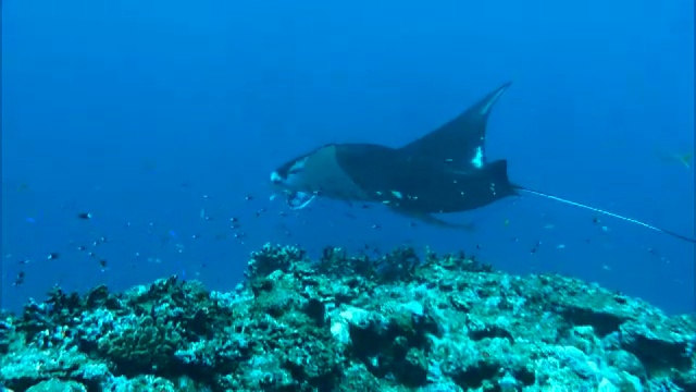 水下拍摄;蝠鲼(Manta alfredi)视频素材