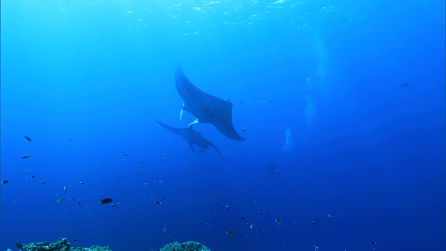 水下拍摄;蝠鲼(Manta alfredi)视频素材