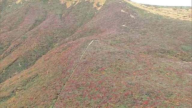 栗山的彩色叶子视频素材