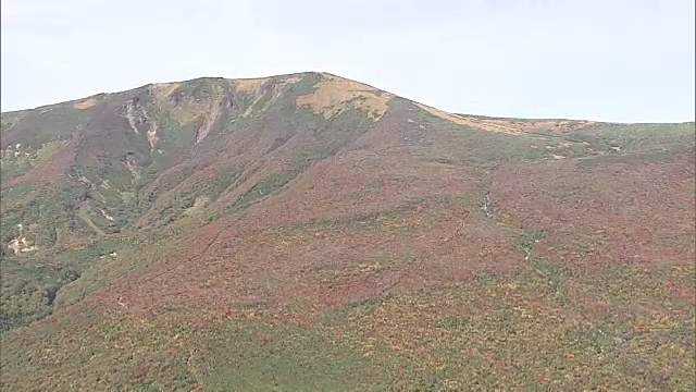 栗山的彩色叶子视频素材