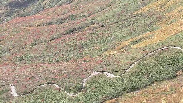 栗山的彩色叶子视频素材