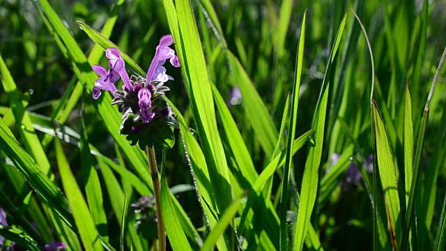 野花视频素材