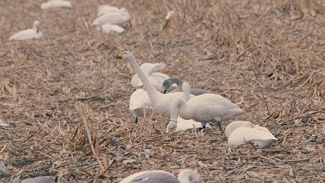 《白天鹅》，日本北海道钏路Shitsugen, 4K拍摄视频素材