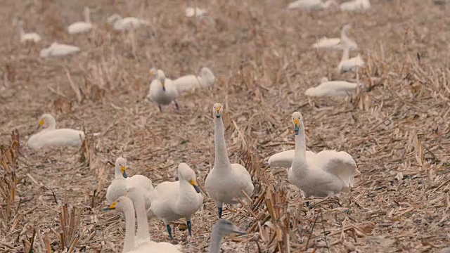 《白天鹅》，日本北海道钏路Shitsugen, 4K拍摄视频下载