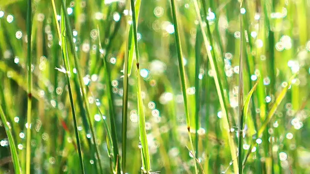 特写草背景。田野上长长的绿草带着露珠在微风中摇摆视频素材