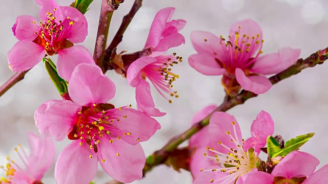 粉红色的樱花盛开了。视频素材