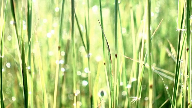 特写草背景。田野上长长的绿草带着露珠在微风中摇摆视频素材