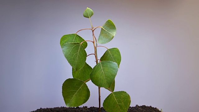 一株绿色的小植物枯萎了视频素材