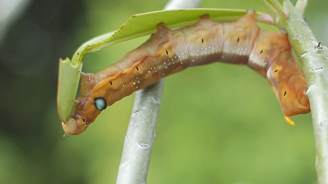 在花园里吃树叶的彩色毛虫或棕色蠕虫。视频素材