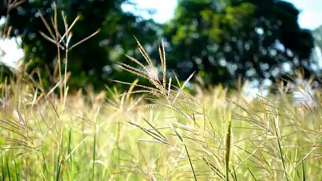 田野的长绿草在微风中摇摆，从树的背景视频素材