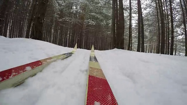 概念冬季圣诞森林。越野滑雪在下雪的冬天。观点视频素材