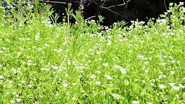 花和草，春天视频素材