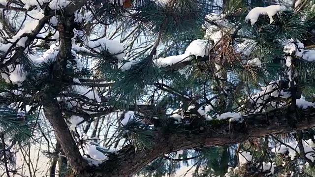 经过白雪覆盖的松树树枝视频素材