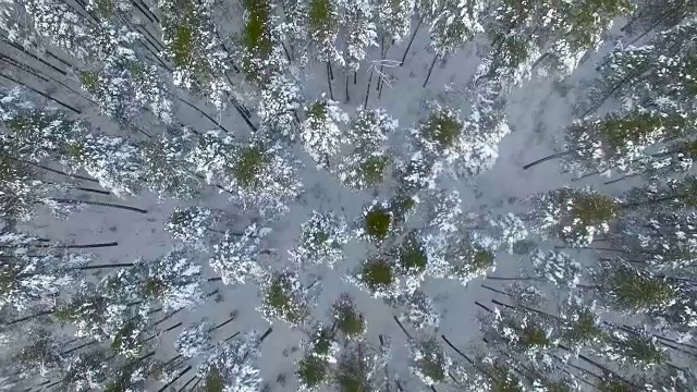 从上面看冬天的森林。空中飞过白雪覆盖的森林视频素材