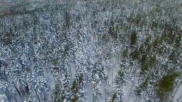 冻僵的松树和冷杉树在冰雪覆盖的冬季森林里。无人机进行录像视频素材