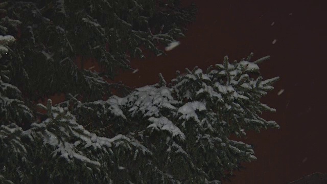 雪花落在云杉树枝上视频素材