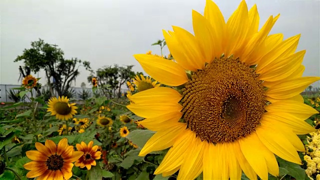 蜜蜂和向日葵在4K领域视频素材